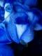   Blue Rose*